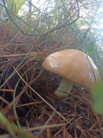 Маслёнок из Михайловского района