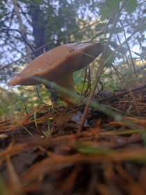 Маслёнок в утреннем лесу, с. Зеленый Бор