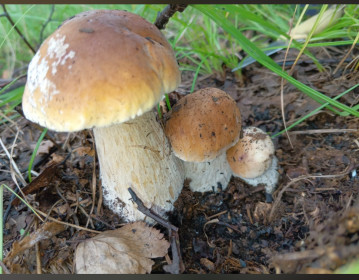 Семейка белых, с. Нижние Бузули