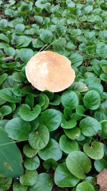 Красавчик, с. Нижние Бузули