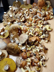 Грибочки, г. Благовещенск