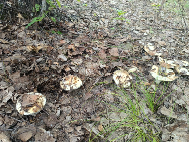 Грузди из Свободного