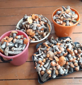 Урканские подосиновички