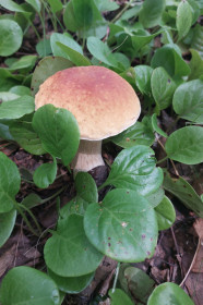 Белый в Свободном