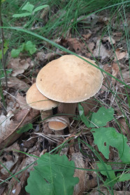 Грибная семейка из с. Троицкое