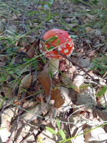 Красавчик мухомор, п. Тыгда