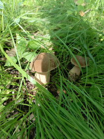 Боровички из с. Комиссаровка