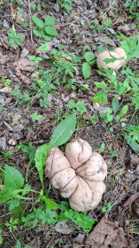 Наверное, это головач гигантский, известный как дождевик гигантский. г. Благовещенск