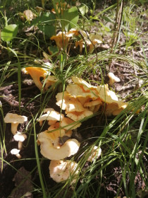 Лисички в Райчихинском округе