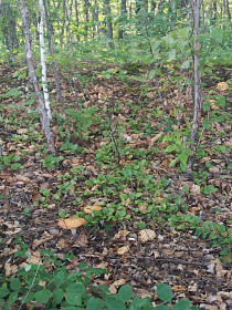 Белые грибы, г. Благовещенск