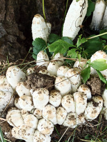 Белый навозник, пгт Уруша