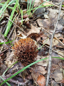 Телефора пальчатая, дмитриевские рощи