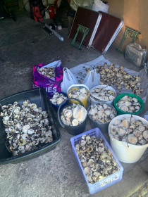 Грузди в Серышевском районе