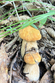 Два красавца белых, Серышевский район