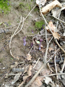 Лаковица аметистовая, с. Грибское