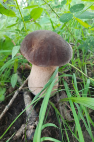 Белый гриб, с. Березовка, Ивановский округ