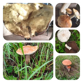 Бъём грибные рекорды, с. Солнечное