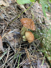 Маслята, г. Благовещенск