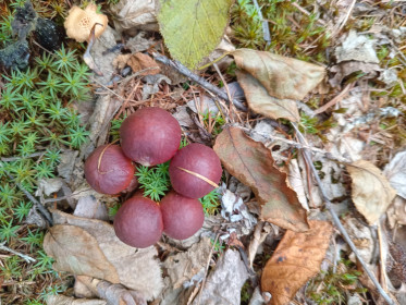 Маслята, г.Тында