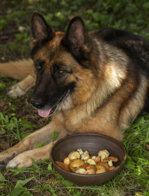 Маслята и Чара, с. Николаевка