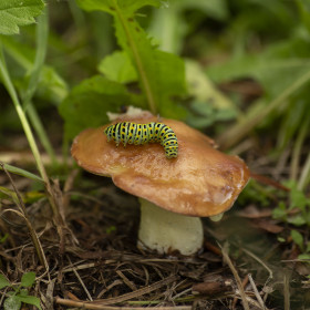 Абсолем на маслёнке, с. Николаевка