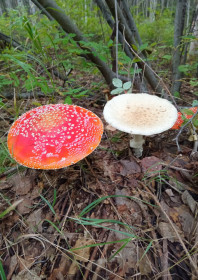 Мухоморы, г. Тында