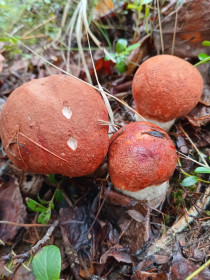 Бурые подосиновики, г. Тында