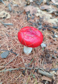 Сыроежка, г. Тында