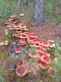 Рядовка желто-красная, г. Тында