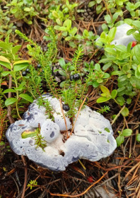 Странный гриб, г. Тында