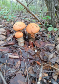 Трио подосиновиков, г. Тында