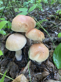 Молодая семья белых, с. Малая Сазанка