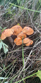 Подберезовая семейка, село Овсянка