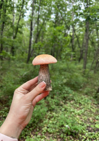 Подосиновик, г. Благовещенск