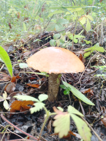 Подосиновик под осинкой, г. Благовещенск