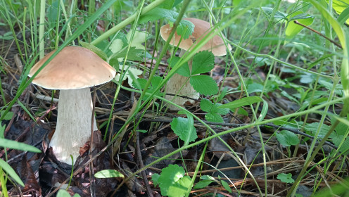 Чудо-грибочки — белые, с. Белоногово, Серышевский район