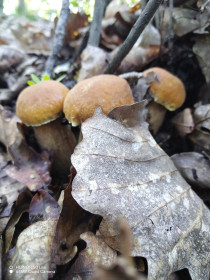 Семейка беленьких грибочков, г. Благовещенск