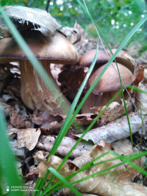 Семейка беленьких грибочков, г. Благовещенск