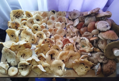 Грузди из Грязнушки