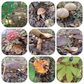 Лесные подарки, с. Ромны