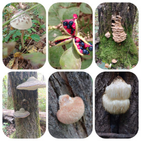 В гостях у леса, с. Ромны