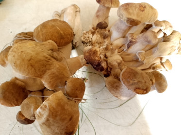 Семейка белых грибов, г. Благовещенск