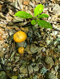 Подосиновики из Соловьевска