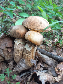 Белый гриб, п. Моховая Падь