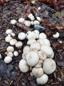 Дождевик, п. Моховая Падь