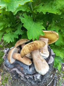 Боровички, п. Моховая Падь