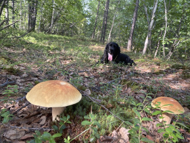 Белые красавцы, посёлок Береговой