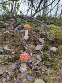 Красавцы мухоморы, с. Соловьевск, Тындинский округ