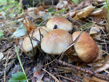 Семья маслят, г. Благовещенск
