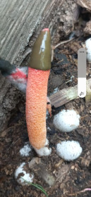 Мутинус, или Сморчок вонючий, с. Соловьевск, Тындинский округ